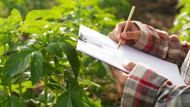 A farmworker writes notes on a clipboard in a crop field