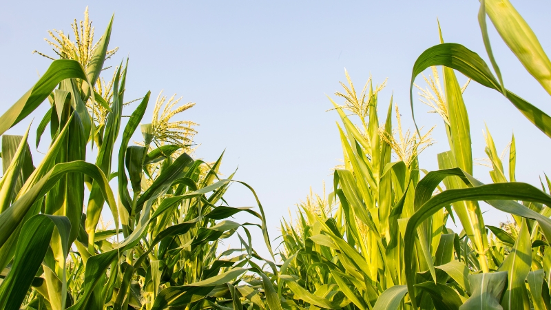 Farm Workforce Modernization Act 2025 – Proposed U.S. Law on Agricultural Labor and Immigration